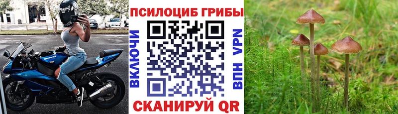 Галлюциногенные грибы Psilocybine cubensis  Шарыпово 